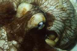 this guy was great shot at night again in Cozumel. MX Nik... by Michael Odonnell 